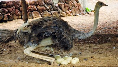 Natives of Africa, ostriches once made India their home. Oldest nest in Andhra is further proof