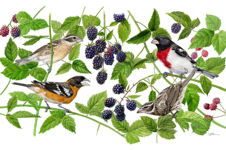 How bird illustrators help science soar