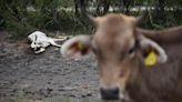 Temen que calor afecte producción de la leche