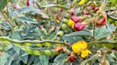 How to Plant and Grow Pigeon Peas