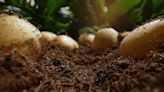 Quand et comment planter des pommes de terre ?