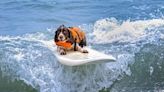 Surf’s up! A local dog surfing competition will take place this summer