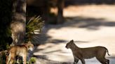 Are bobcats dangerous? What to know about the cute, but wild, cats.