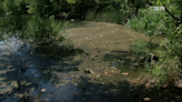 Attempts to reduce algae growth on Lady Bird Lake yield mixed results