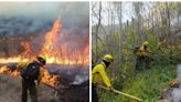 Continúan incendios forestales en Veracruz: animales buscan refugio metiéndose en casas