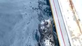 基隆外海呆萌海豹研判迷途找不到媽 疑斑海豹最南紀錄