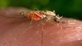 Protect yourself from mosquito-borne illnesses