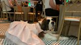 Humane Society of Greater Dayton hosts ‘Pet Afflaire Gala’