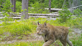 WSU lynx research to aid in species conservation efforts