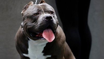 XL bullies seized after fighting in street