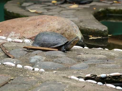 Violinist Plays ‘Pirates of the Caribbean’ for Turtles and They Clearly Enjoy the Show