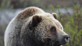 Park Service seeking comment on plan to return grizzly bears to Washington