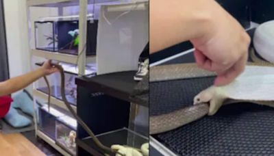 Watch: Man Feeds Rare White King Cobra Another Snake - News18