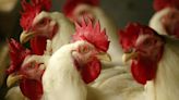 A Bird Flu Virus Has Killed Its First Human