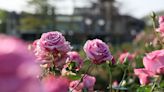北臺灣最大玫瑰園開展 晶華推住房專案與您共度「玫好年華」！