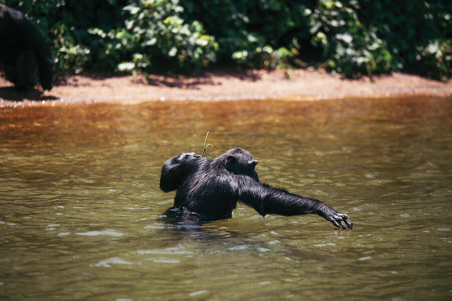 Why Ugandan farmers gladly grow crops for chimps