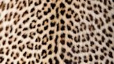 Shoppers gush over new leopard print co-ord from beloved supermarket brand