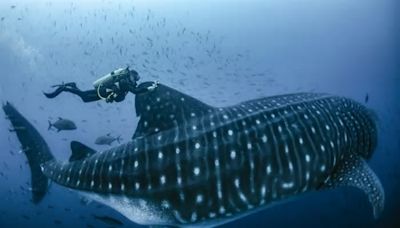 Impactante VIDEO: Un tiburón ballena, el pez más grande del mundo, sorprendió a una nadadora