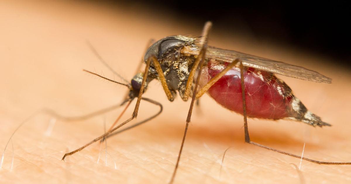 Nebraska mosquitoes found carrying Jamestown Canyon virus for first time