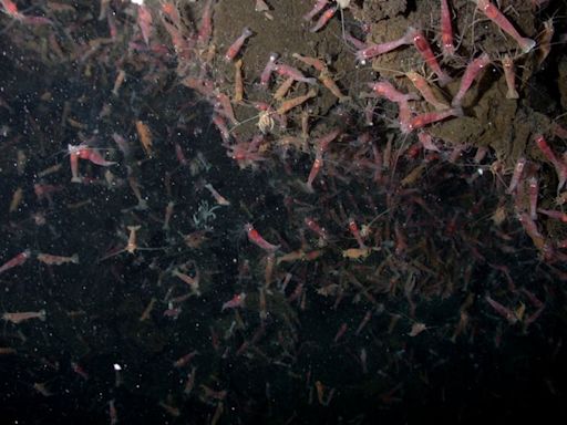 The biological marvels of the seabed are being mined to create commercial products – here are the risks