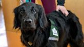 Facility dogs comfort patients at Penn State Health Children's Hospital