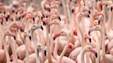 Can flamingos fly? What to know about the pink birds — and how they don't escape zoos