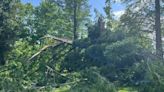 Cylburn Arboretum's historic 60-year-old dawn redwood tree demolished by lightning strike