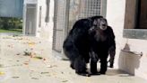 See the moment a 28-year-old lab chimp glimpses the open sky for the 1st time