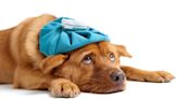 Montgomery County Animal Services closed until further notice after canine influenza outbreak