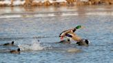 Duck numbers still low in Arkansas