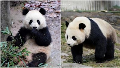 大熊貓｜「寶力」和「青寶」年底赴美國華盛頓