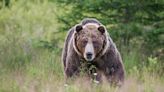 Video of Moose Running Through Montana Campground to Outrun Grizzly Bear Is Wild