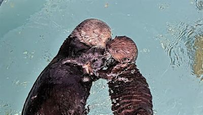 Can CA aquariums restore sea otter populations in the wild?