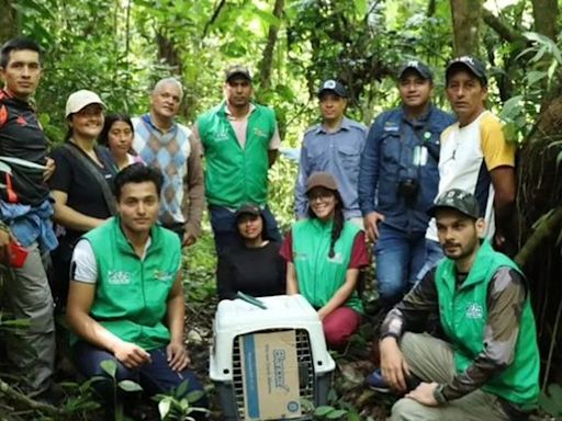 Cinco animales silvestres fueron regresados a su hogar en Huila, luego de rehabilitación