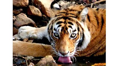 Global Tiger Day 2024 | Coffee table book pays tribute to Ranthambore's Machhli, once the most photographed tiger on Earth