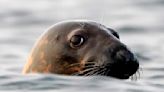 Influenza aviar diezma colonias de focas, y los científicos no saben cómo detenerla