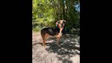 ‘Gentle’ 3-legged dog needs home after being left at Florida shelter. ‘Her heart aches’