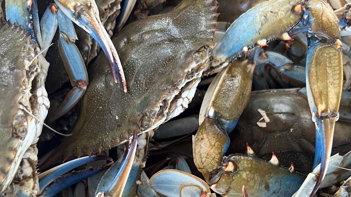 Survey says there are fewer blue crabs in Maryland this year