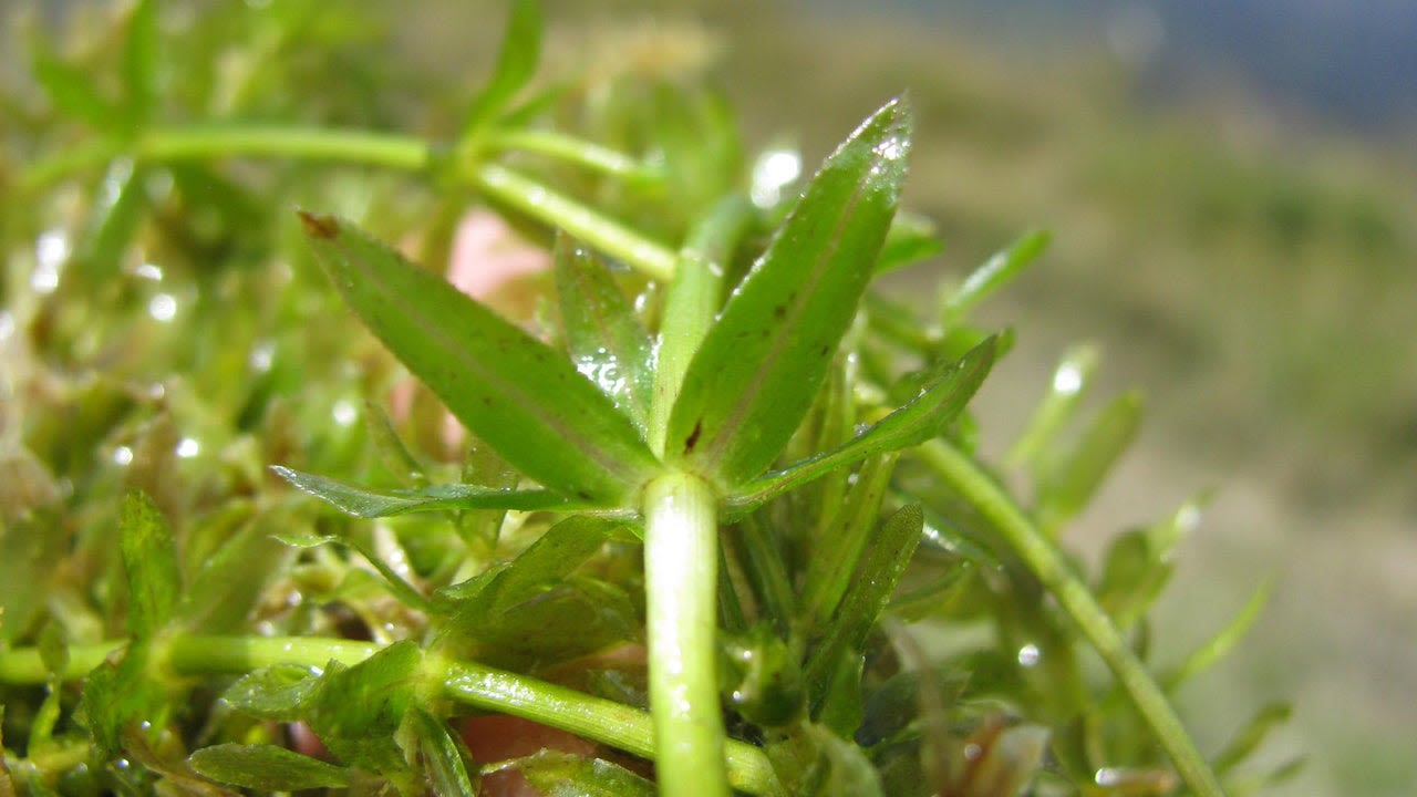 Invasive hydrilla in Michigan a major threat to state's water bodies and economy