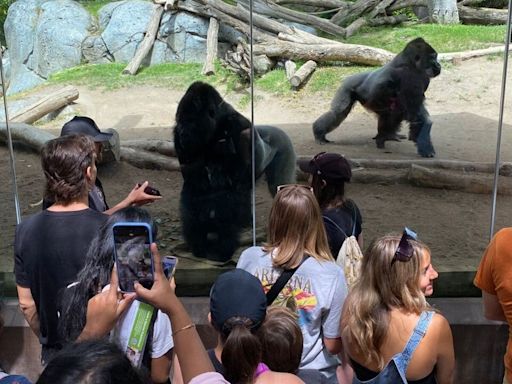 Zoos’ new dilemma: Gorillas and screen time