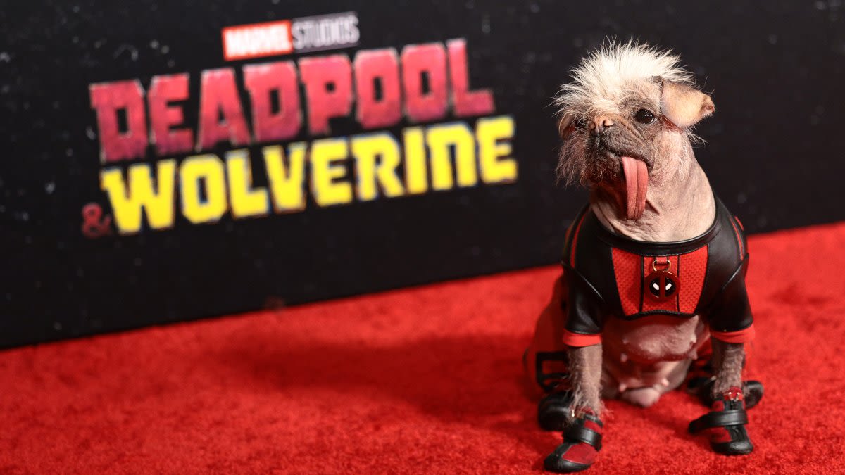 Peggy's red carpet journey from 'Britain's Ugliest Dog' to 'Deadpool'