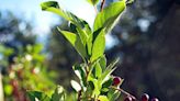 Native Plant: Chokecherry is a plant for all seasons