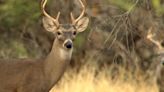 Texas Parks and Wildlife Department seeks public comment on deer breeding facility rule changes