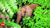 Flood-swept female elephant causes panic in Nilachal Hills | Guwahati News - Times of India