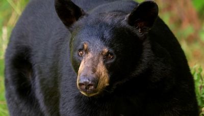 Bear attacks 3-year-old at campground in Montana