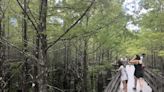 Maintenance work to temporarily shut down section of Six Mile Cypress Slough Preserve boardwalk