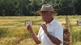 La Nación / Mohan Kohli, el científico indio que convirtió a Paraguay en exportador de trigo asegura que variedades nacionales pueden plantarse en la región