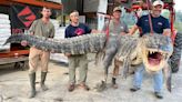 Mississippi hunters capture longest alligator in state history