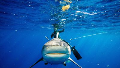 Shark attack on South Padre Island, Texas leaves 2 injured, 2 others report encounters