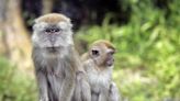 Cambodian official acquitted of smuggling rare wild monkeys into South Florida